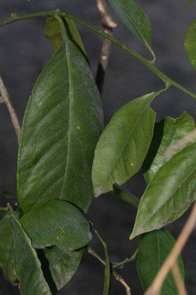            Shade leaves (Riverside, CA)   
